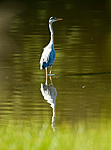 BB 07 0129 / Ardea cinerea / Gråhegre